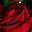 Burgundy Red Rose