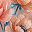 Peach Peony Blue