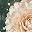 Peach Rose Green