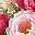 Pink Peony Bloom