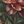 Red Peony Floral