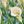 White Calla Lily