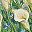 White Calla Lily