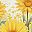 Yellow Daisy Art