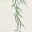 Green Willow