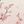 Peach Blossom