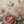Rose Floral Pink