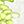 White Green