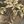 Green Brown Foliage