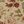 Red Rose Tan Floral