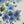 Blue Floral Print
