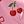 Pink Cherry
