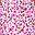 Pink Flower
