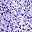 Purple Dot