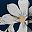 Blue Flower