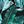 Black Green