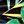 Black Green