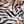 Leopard Zebra
