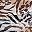 Leopard Zebra