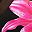 Black Pink