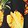 Black Pineapple