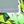 Grey And Neon Green