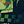 Navy And Light Green