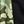 Green Camo Black