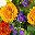 Colorful Daisies