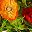 Green And Red