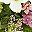 Pink Hydrangea