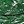 Green Banana Leaf