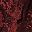 Redwood