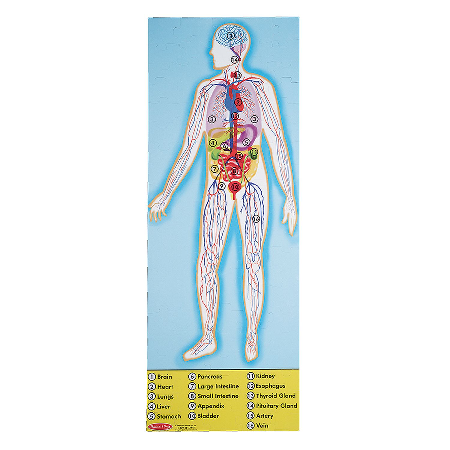 melissa and doug human anatomy