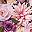 Blush Purple