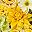 Cream Yellow