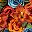 Retro Orange Blue