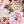 Blush Pink