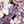 White Purple Peony