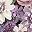 White Purple Peony