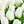 Green White