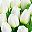 Green White