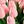 Milk Pink