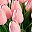 Milk Pink