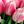 Rose Pink
