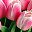 Rose Pink