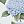 Blue Hydrangea