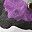 Purple Camo