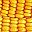 Gold Corn