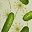 Green Fruits